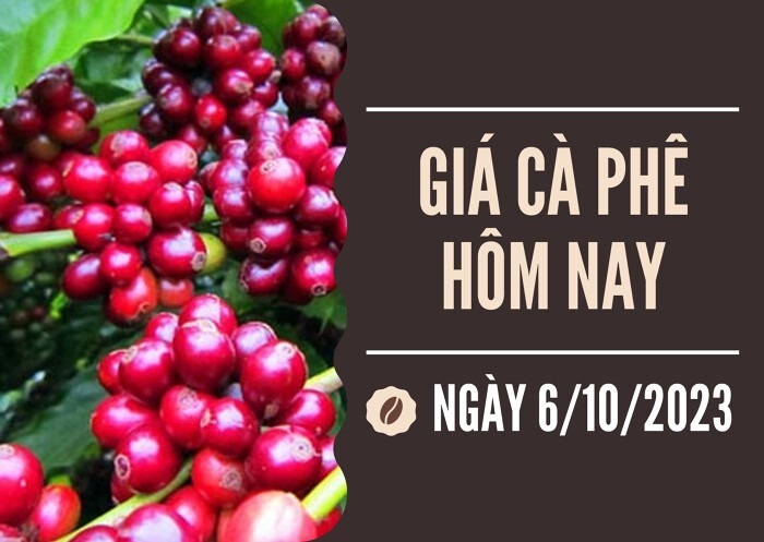 Giá cà phê hôm nay 6/10/2023: Tiếp đà giảm, về mốc 64.000 đồng