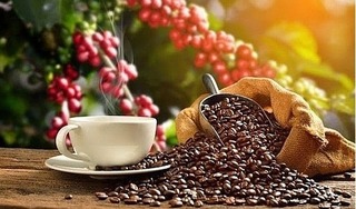 Giá cà phê hôm nay 10/10/2023: Trong nước giảm 500 đồng/kg, thế giới giữ giá và giảm