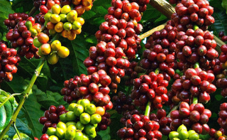 Giá cà phê hôm nay 22/10/2023: Tăng chạm mốc 60.000 đồng/kg