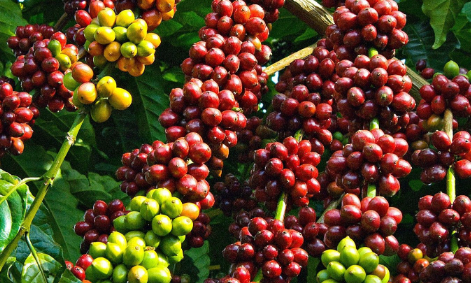 Giá cà phê hôm nay 22/10/2023: Tăng chạm mốc 60.000 đồng/kg