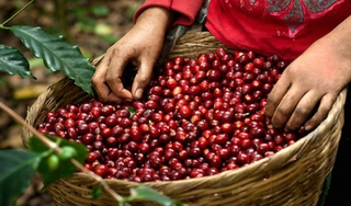 Giá cà phê hôm nay 23/10/2023: Tăng ngày đầu tuần vượt 60.000 đồng/kg