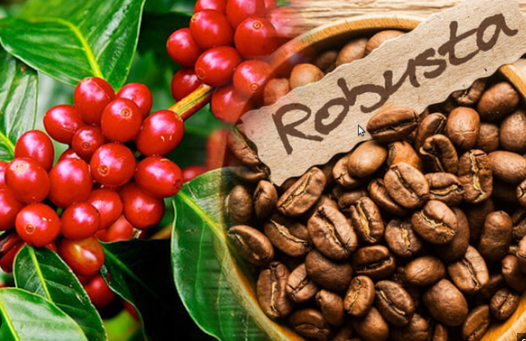 Giá cà phê hôm nay 2/11/2023: Robusta giảm 2,28% 