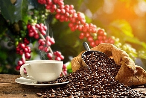 Giá cà phê hôm nay 12/11/2023: Robusta thế giới tăng mạnh; trong nước giảm nhẹ
