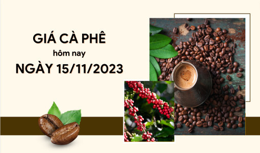 Giá cà phê hôm nay 15/11/2023: Trong nước đảo chiều tăng