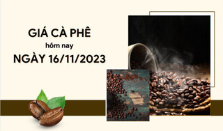 Giá cà phê hôm nay 16/11/2023: Tăng mạnh chạm mốc 60.000 đ/kg