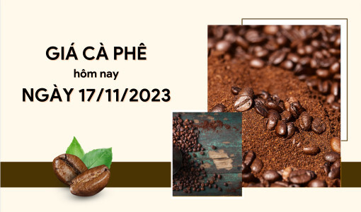 Giá cà phê hôm nay 17/11/2023: Vẫn giữ ở mức đỉnh 60.000 đồng/kg