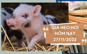 Giá heo hơi hôm nay ngày 27/11/2023: Cao nhất 53.000 đồng/kg