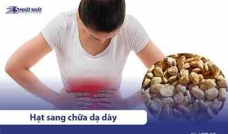 Hạt sang (Sành) chữa đau dạ dày, đại tràng hiệu quả không?