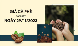 Giá cà phê hôm nay 29/11/2023: Trong nước tăng lên 59.000 đồng/kg