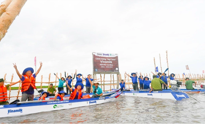 Vinamilk khoanh nuôi tái sinh 25 hecta rừng ngập mặn ở Cà Mau