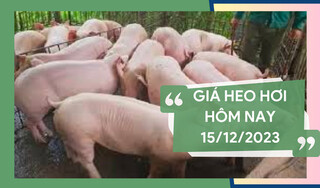 Giá heo hơi hôm nay ngày 15/12/2023:  Bình Phước kiểm soát dịch tả lợn châu Phi