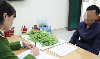 Lạng Sơn: Phát hiện gần 1.000 cây thuốc phiện trồng trong vườn nhà dân
