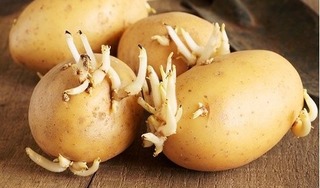 Khoai tây mọc mầm có ăn được không? Những lưu ý khi ăn khoai tây để đảm bảo cho sức khỏe