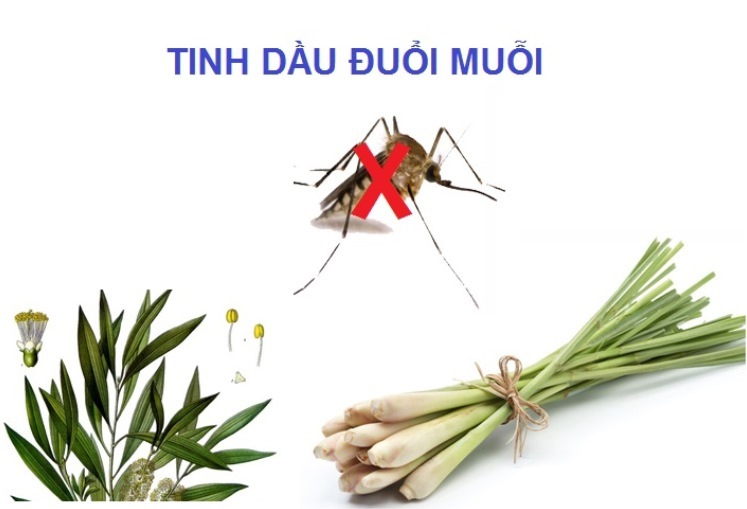 Cách tiêu diệt muỗi và xua đuổi muỗi hiệu quả bất ngờ!