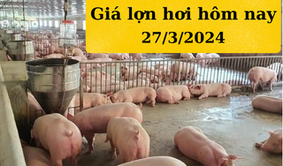 Giá lợn hơi hôm nay 27/3/2024: Miền Bắc đổi hướng giảm nhẹ