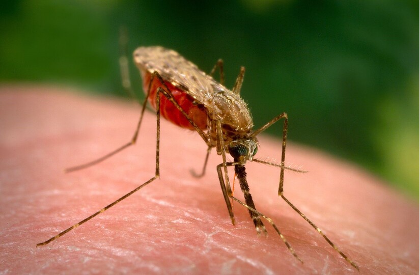 Bị muỗi đốt ngứa nhiều ngày: Đã có cách hay!