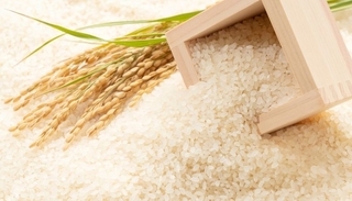 Giá lúa gạo hôm nay ngày 28/3/2024: Lúa giảm, gạo đi ngang