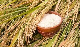 Giá lúa gạo hôm nay ngày 29/3/2024: Giá gạo giảm mạnh