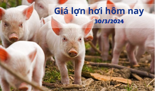 Giá lợn hơi hôm nay 30/3/2024 tiếp đà giảm hay quay đầu tăng?