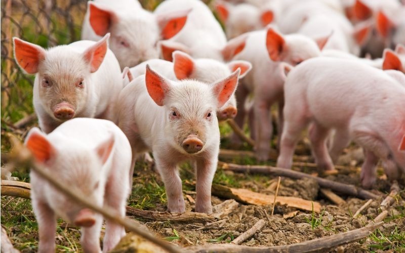 Giá lợn hơi hôm nay 30/3/2024 toàn quốc duy trì ổn định, cao nhất ở mức 62.000 đồng/kg