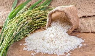 Giá lúa gạo hôm nay ngày 30/3/2024 mới nhất