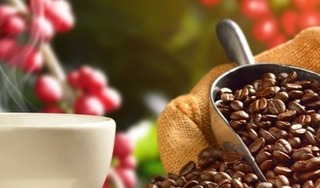 Giá cà phê hôm nay 31/3/2024: Tăng nhẹ sau khi lập đỉnh mới