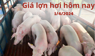 Giá lợn hơi hôm nay 1/4/2024: Chững lại ngày đầu tuần