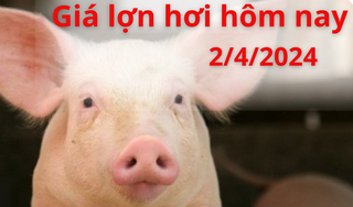 Giá lợn hơi hôm nay 2/4/2024: Biến động không đồng nhất