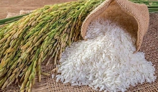 Giá lúa gạo hôm nay ngày 2/04/2024: Biến động trái chiều