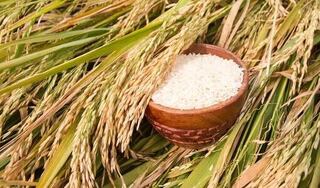 Giá lúa gạo hôm nay ngày 3/4/2024: Điều chỉnh giảm với lúa