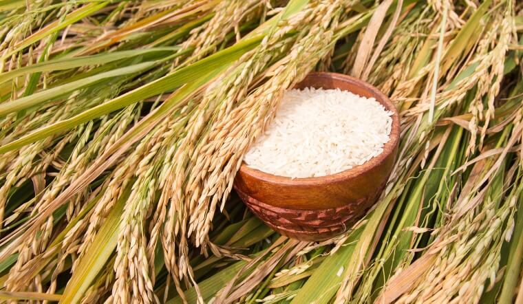 Giá lúa gạo hôm nay ngày 3/4/2024 mới nhất