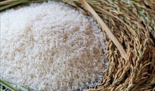 Giá lúa gạo hôm nay ngày 4/4/2024 mới nhất