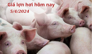 Giá lợn hơi hôm nay 5/4/2024 không có biến động mới, giá thấp nhất 58.000 đồng/kg