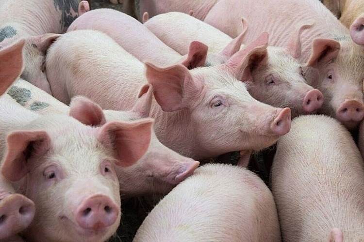 Giá lợn hơi hôm nay 5/4/2024 không có biến động mới, giá thấp nhất 58.000 đồng/kg