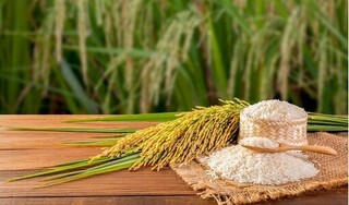 Giá lúa gạo hôm nay ngày 6/4/2024 mới nhất