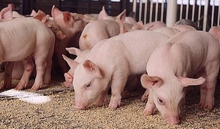 Giá lợn hơi hôm nay 7/4/2024 miền Bắc vẫn giữ vững đà tăng? biến động tăng, giảm từ 1.000 - 2.000 đ/kg