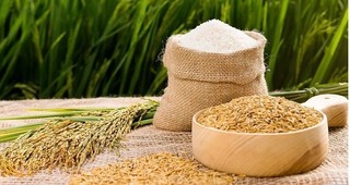 Giá lúa gạo hôm nay ngày 8/4/2024: Duy trì mức ổn định