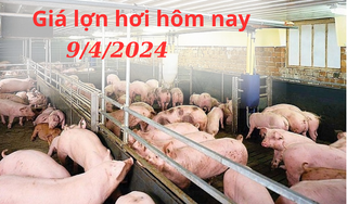 Giá lợn hơi hôm nay 9/4/2024: Khu vực miền Nam giảm nhẹ
