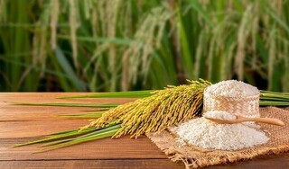 Giá lúa gạo hôm nay ngày 10/4/2024: Đồng loạt tăng nhẹ