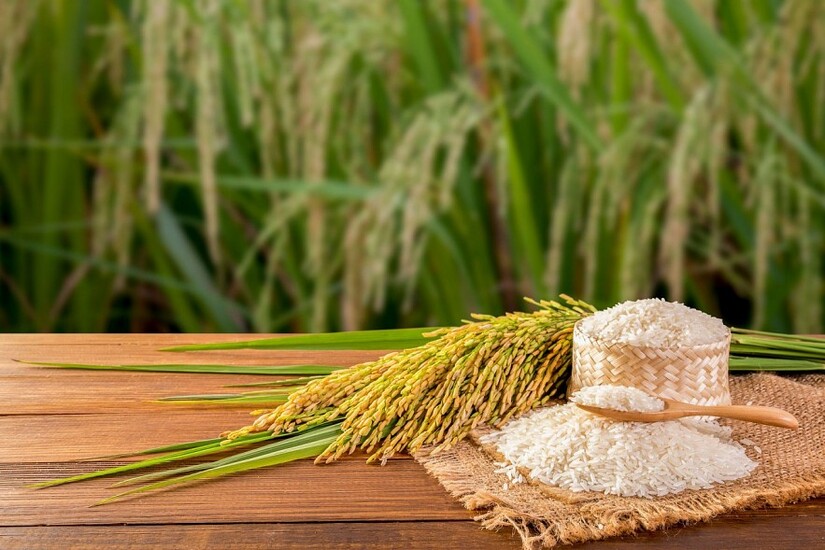 Giá lúa gạo hôm nay ngày 10/4/2024 đồng loạt tăng nhẹ