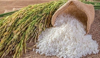 Giá lúa gạo hôm nay ngày 11/4/2024: Điều chỉnh tăng nhẹ với gạo