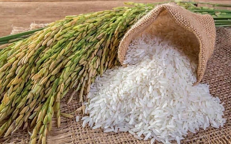 Giá lúa gạo hôm nay ngày 11/4/2024 mới nhất