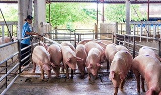 Giá lợn hơi hôm nay 11/4/2024: Miền Nam tăng giảm trái chiều