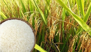 Giá lúa gạo hôm nay ngày 12/4/2024: Duy trì ổn định