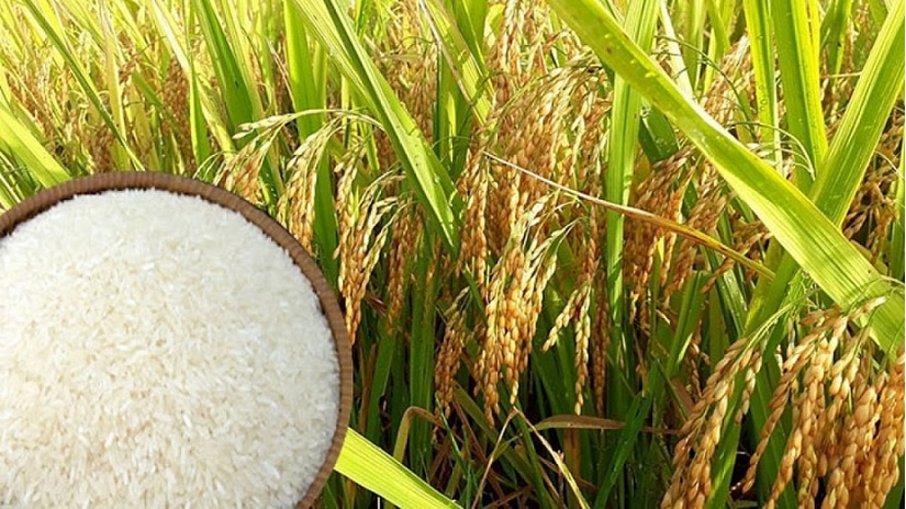Giá lúa gạo hôm nay ngày 12/4/2024 duy trì ổn định