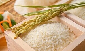Giá lúa gạo hôm nay ngày 16/4/2024: Tăng nhẹ với gạo