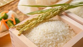 Giá lúa gạo hôm nay ngày 16/4/2024: Tăng nhẹ với gạo