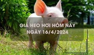 Giá lợn hơi hôm nay 16/4/2024: Miền Nam tăng giảm trái chiều