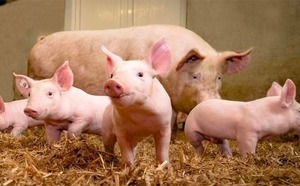 Giá lợn hơi hôm nay 17/4/2024: Cả 3 miền tăng nhẹ 1.000 đồng/kg
