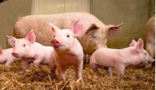 Giá lợn hơi hôm nay 17/4/2024: Cả 3 miền tăng nhẹ 1.000 đồng/kg